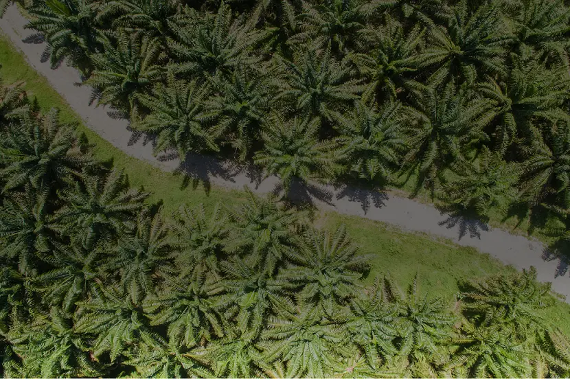 Plantation